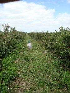 Rows and rows of blueberry bushes