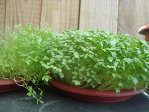 Cress and Mustard